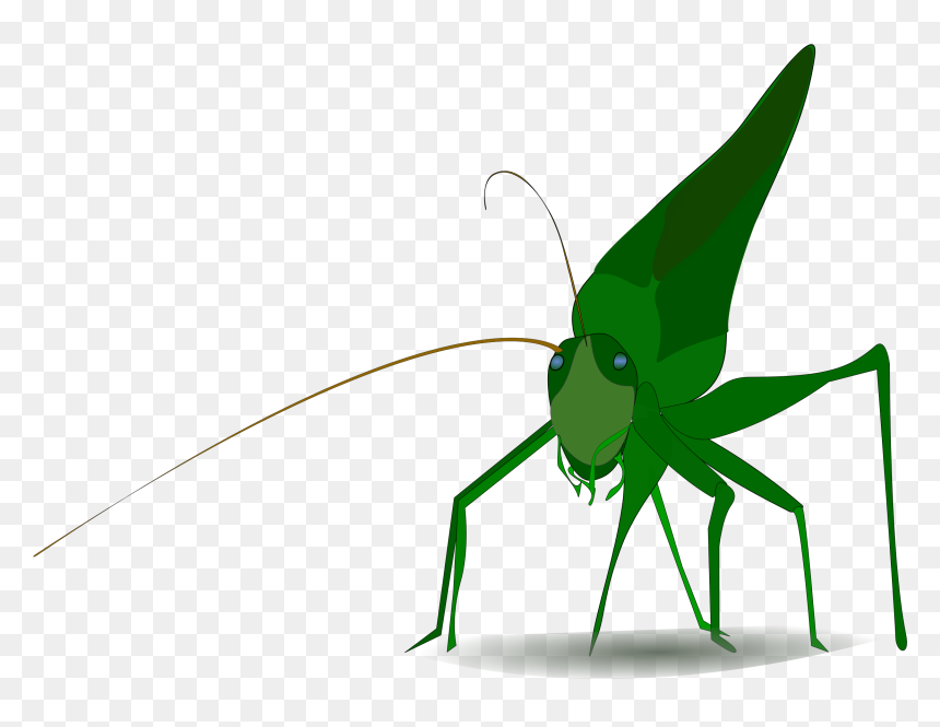 Grasshopper Clipart, HD Png Download - crickets png