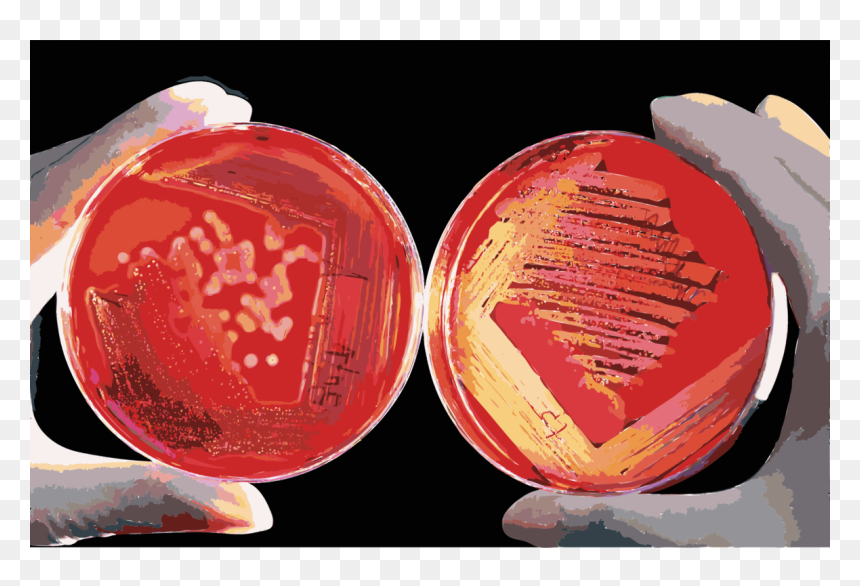 Red Blood Cells Png, Transparent Png - red blood cells png