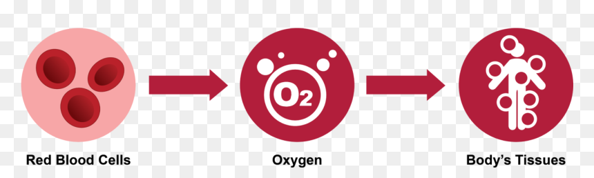 Circle, HD Png Download - red blood cells png
