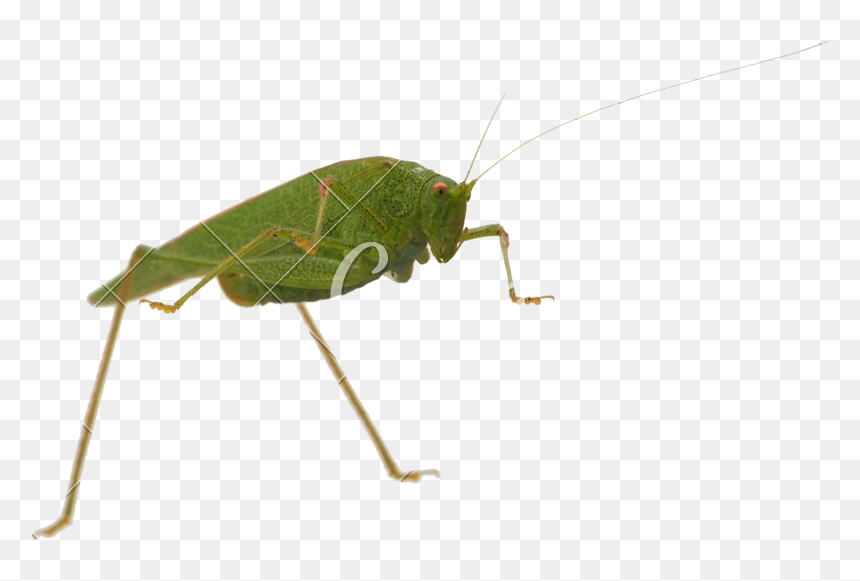 Cricket, HD Png Download - crickets png