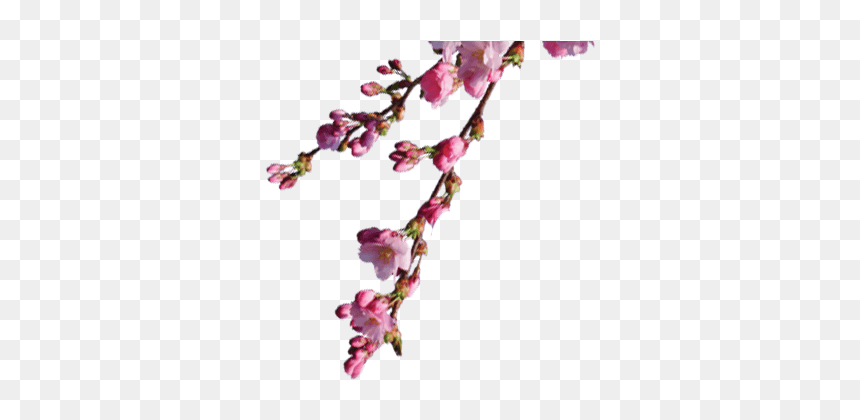 Rose, HD Png Download - sakura branch png