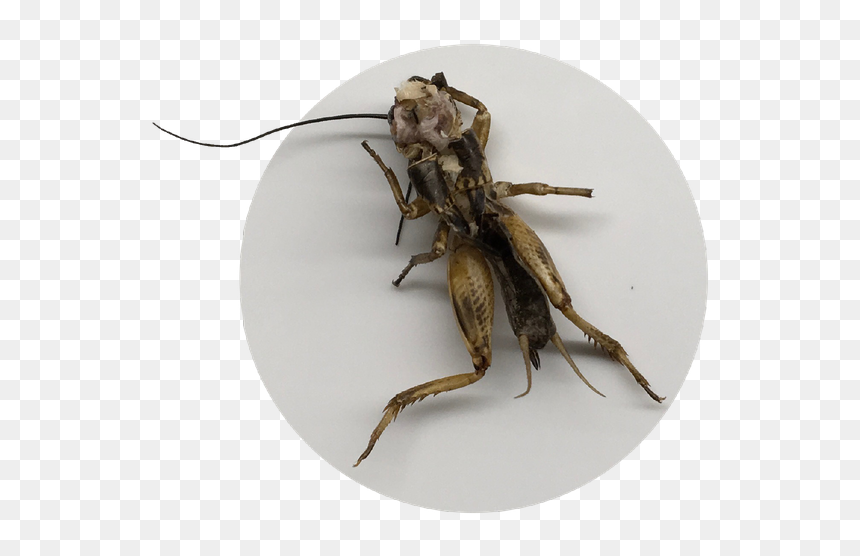 Grasshopper, HD Png Download - crickets png
