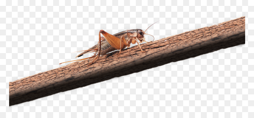 Grasshopper, HD Png Download - crickets png