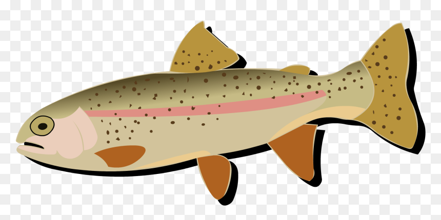 Coastal Cutthroat Trout, HD Png Download - rainbow trout png