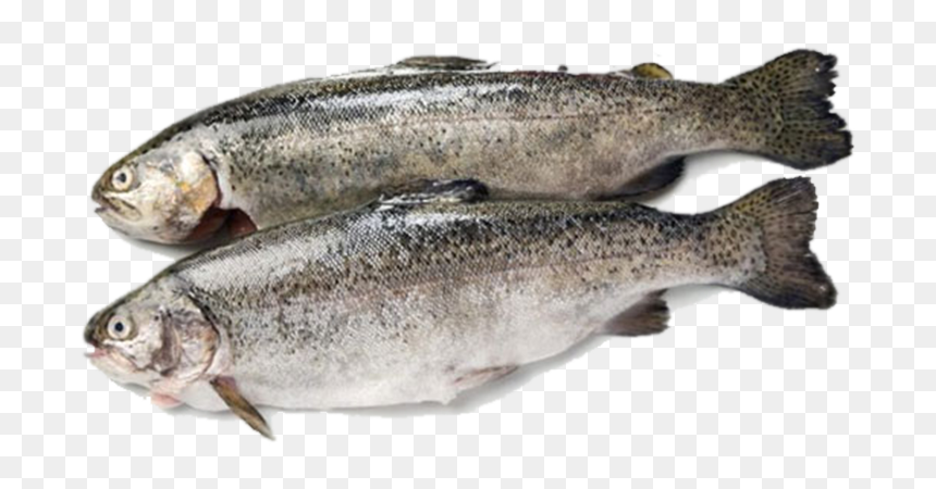 Fresh Rainbow Trout, HD Png Download - rainbow trout png