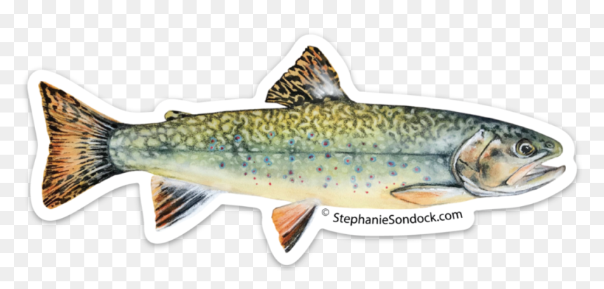 Brown Trout, HD Png Download - rainbow trout png
