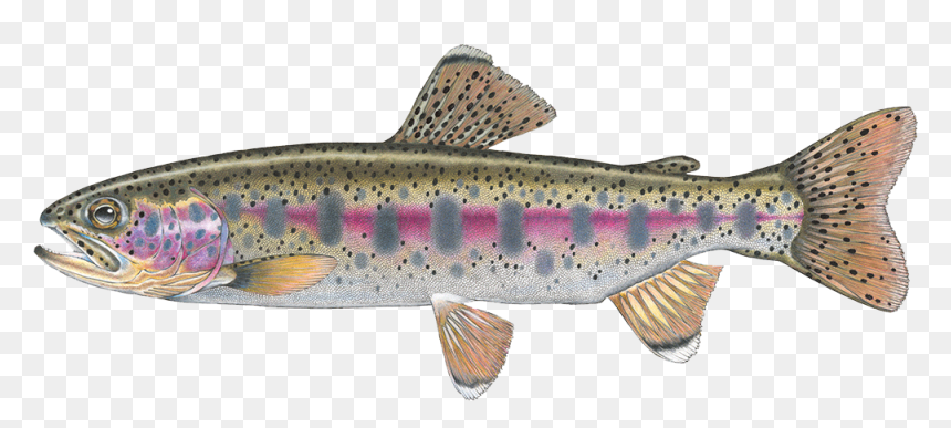 Coastal Cutthroat Trout, HD Png Download - rainbow trout png