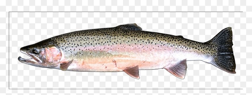 Coastal Cutthroat Trout, HD Png Download - rainbow trout png