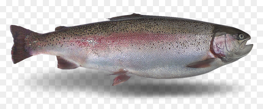 Coastal Cutthroat Trout, HD Png Download - rainbow trout png