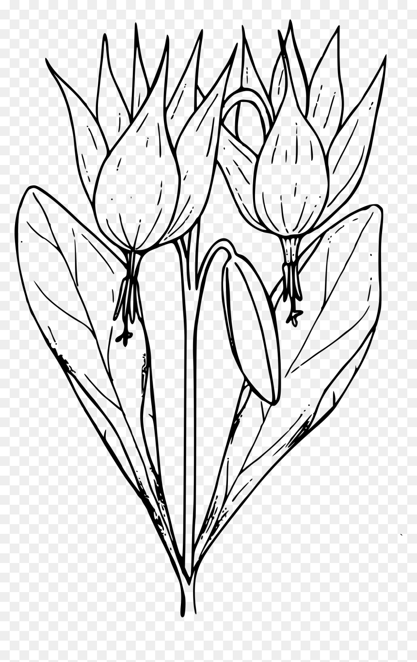 Trout Lily Clip Art, HD Png Download - rainbow trout png