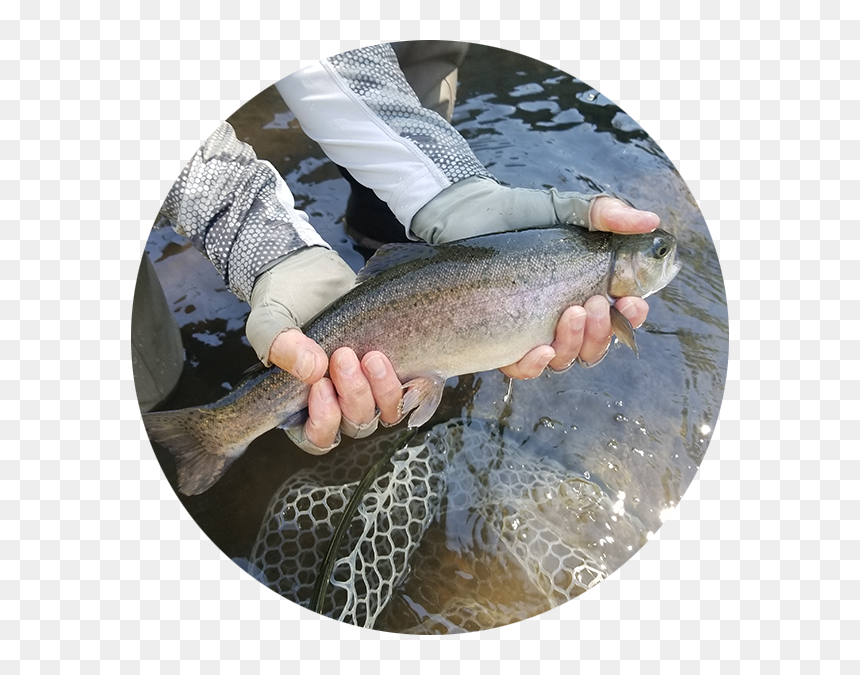 Trout, HD Png Download - rainbow trout png