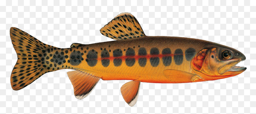 Ca Golden Trout, HD Png Download - rainbow trout png