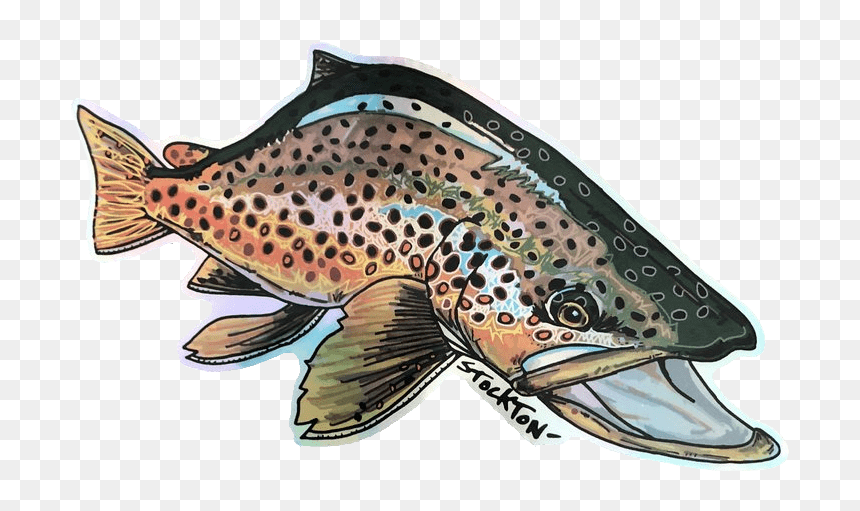 Brown Trout, HD Png Download - rainbow trout png