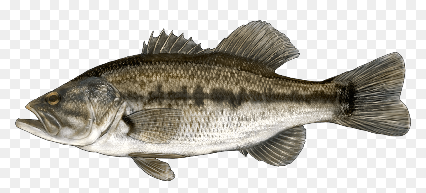 Large Mouth Black Bass, HD Png Download - rainbow trout png