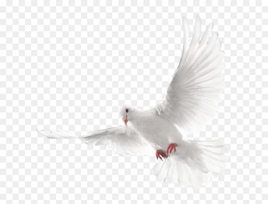 Holy Spirit Doves Transparent Background, HD Png Download - dove flying png