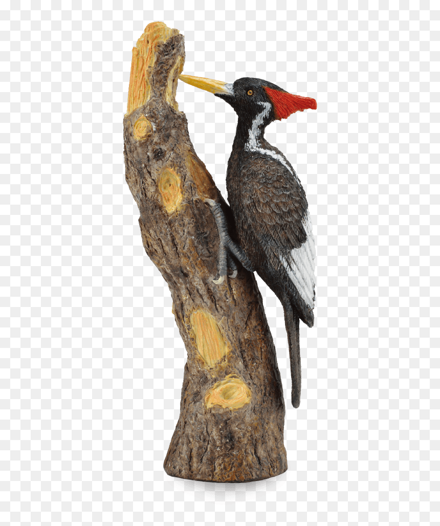 Ivory Billed Woodpecker Png, Transparent Png - woodpecker png