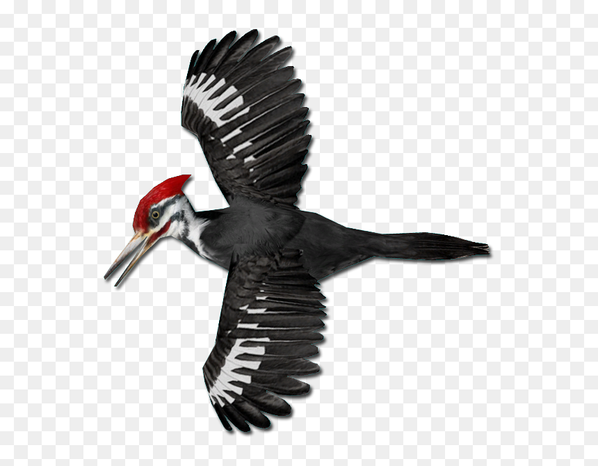 Pileated Woodpecker Png, Transparent Png - woodpecker png