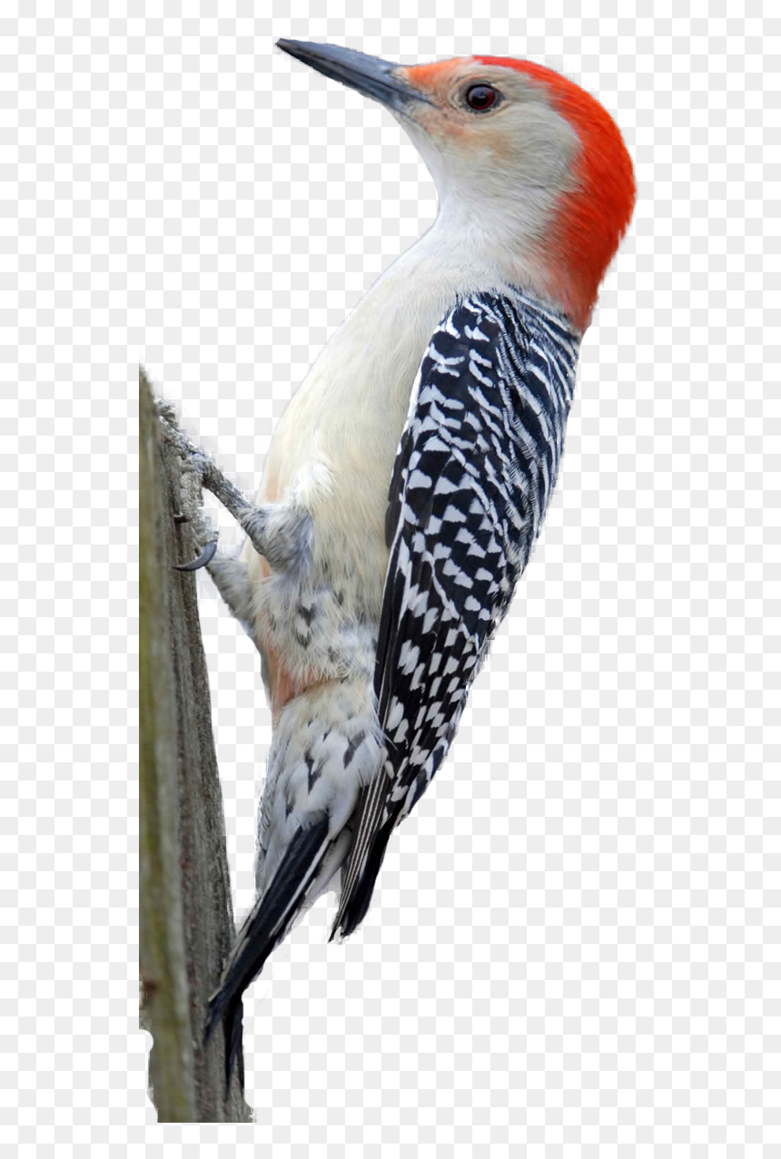 Red Bellied Woodpecker Bird On Transparent Background, HD Png Download - woodpecker png