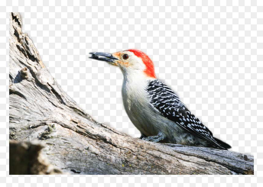 Red Bellied Woodpecker, HD Png Download - woodpecker png