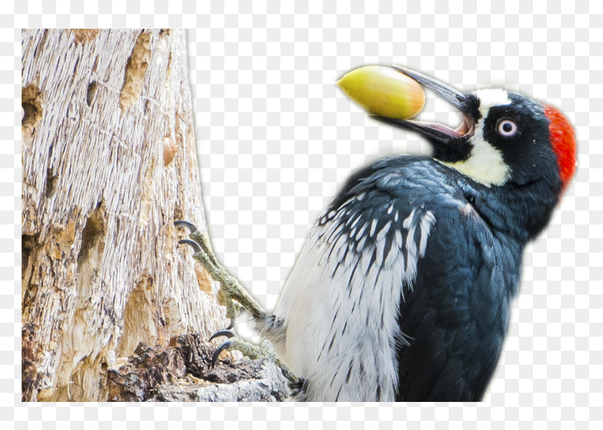 Acorn Woodpecker Facts, HD Png Download - woodpecker png