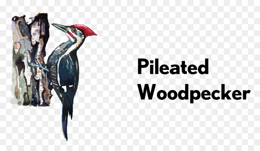 Pileated Woodpecker, HD Png Download - woodpecker png