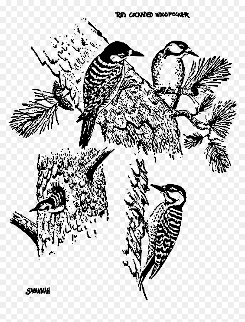 Red Cockaded Woodpecker, HD Png Download - woodpecker png