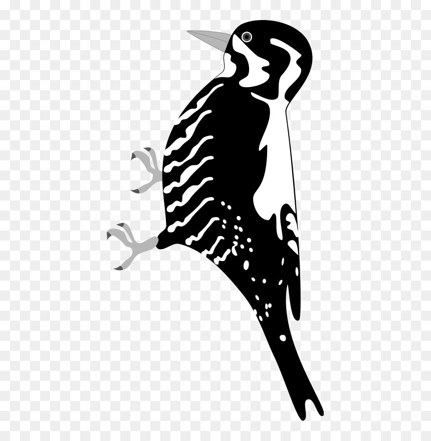 Woodpecker, HD Png Download - woodpecker png