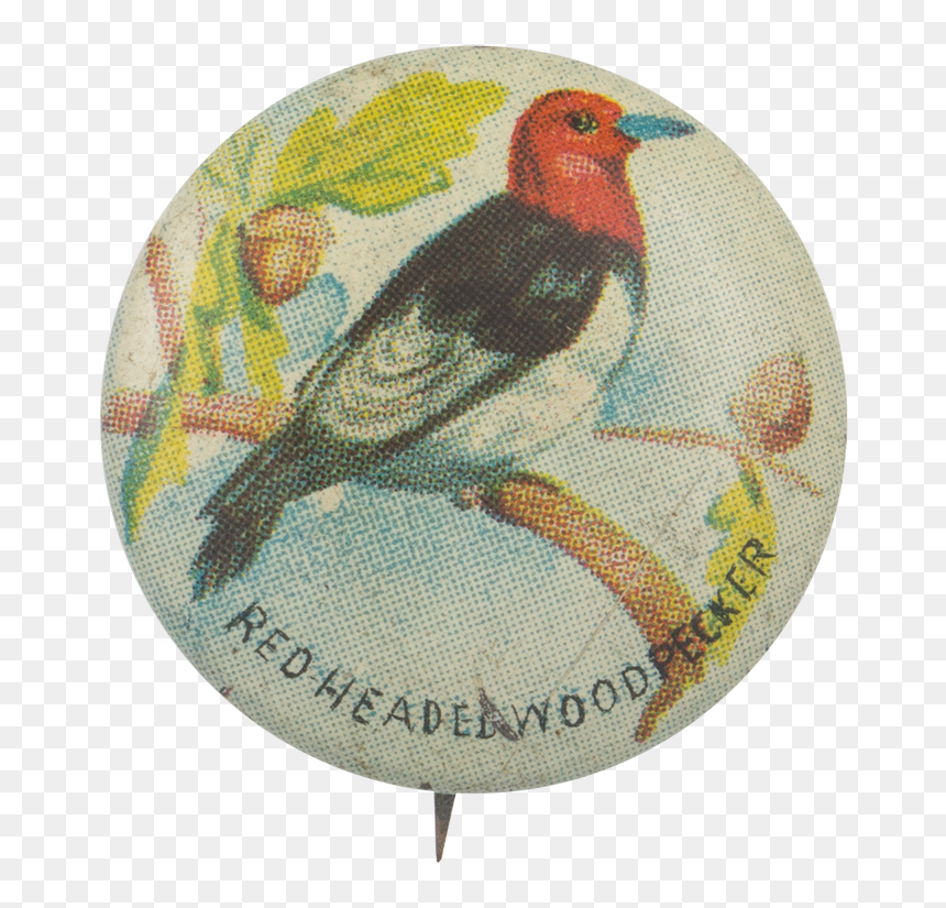European Robin, HD Png Download - woodpecker png