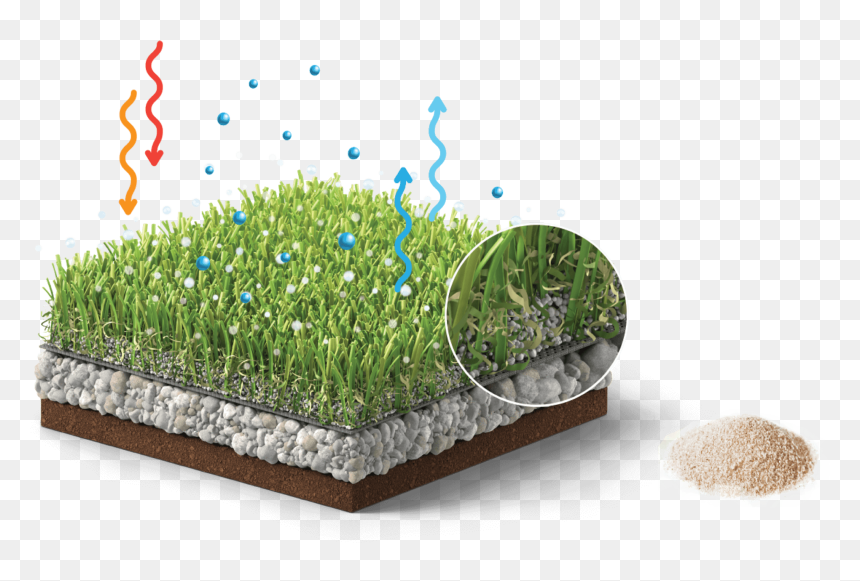 Alfalfa Sprouts, HD Png Download - cool banner png