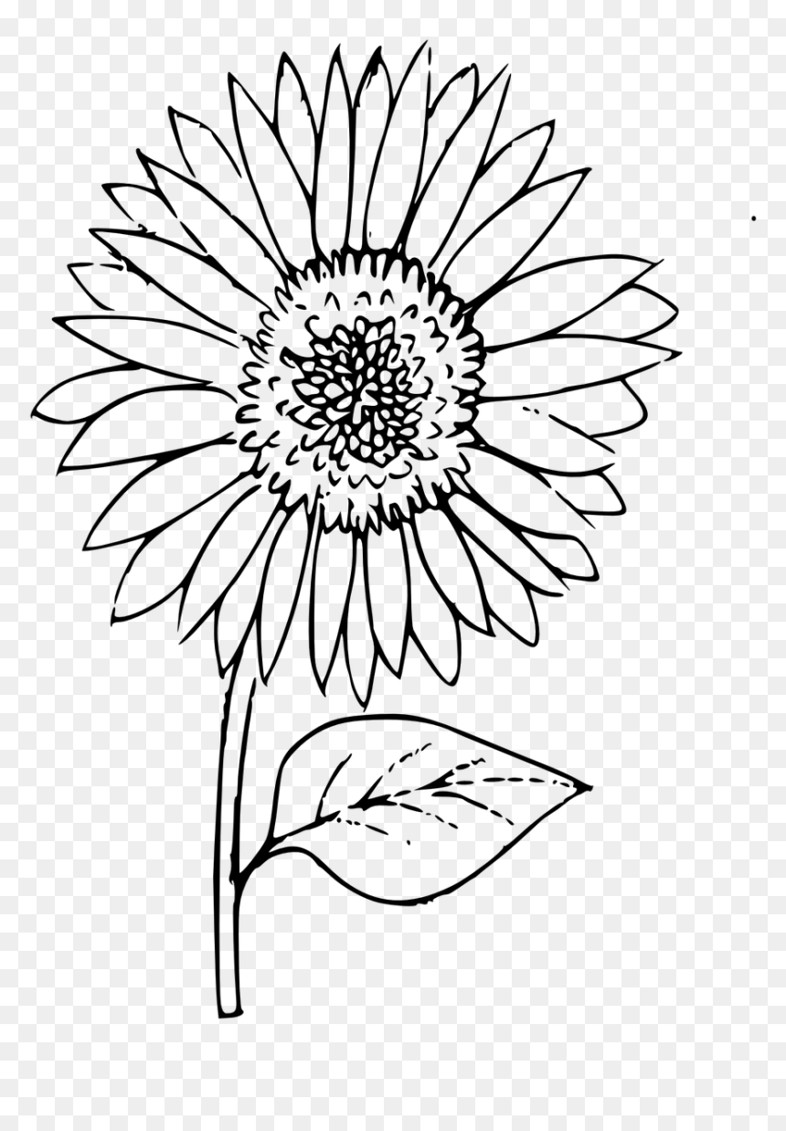 Black Outline Flower Transparent, HD Png Download - daisy outline png