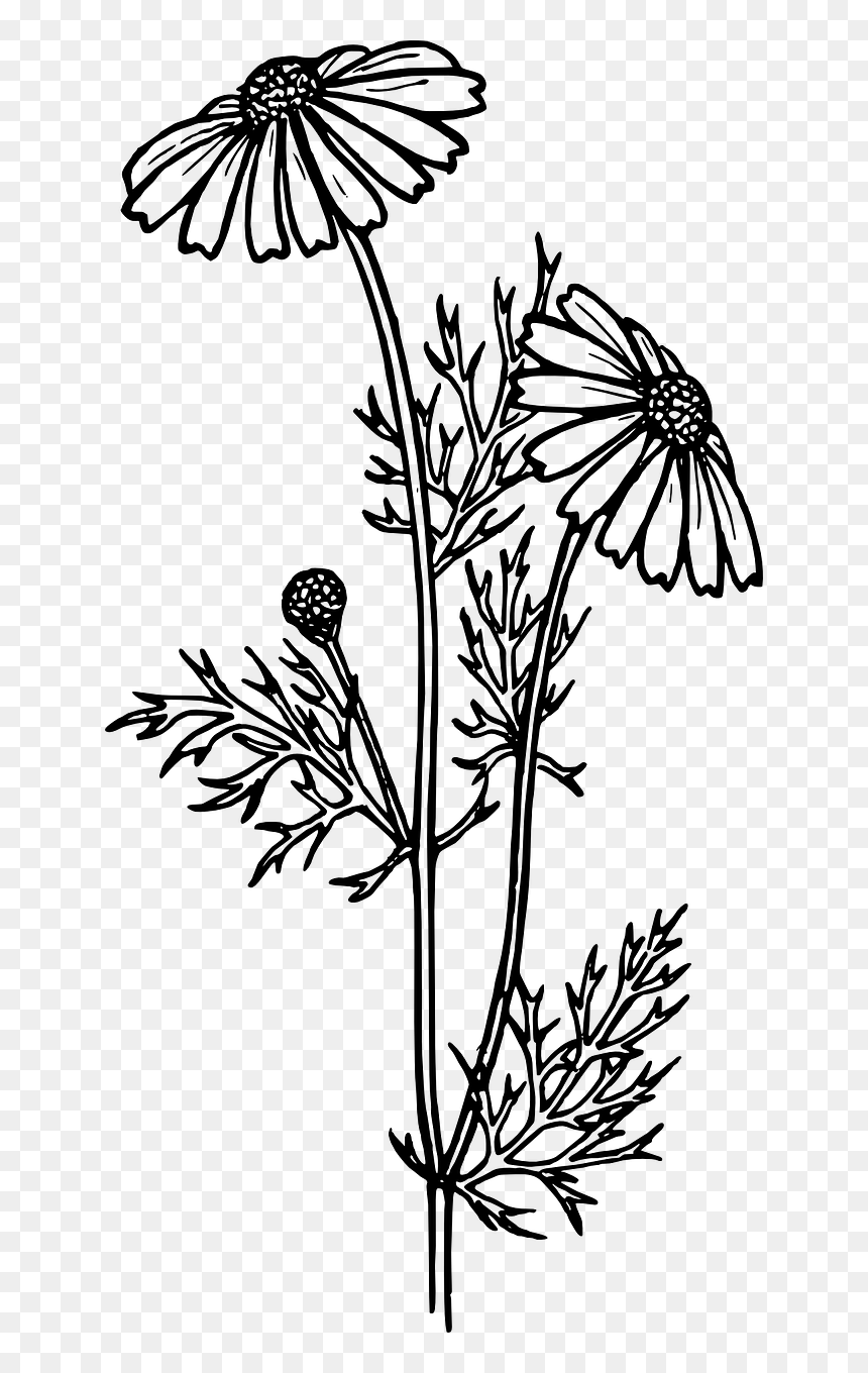 Feverfew Clipart, HD Png Download - daisy outline png