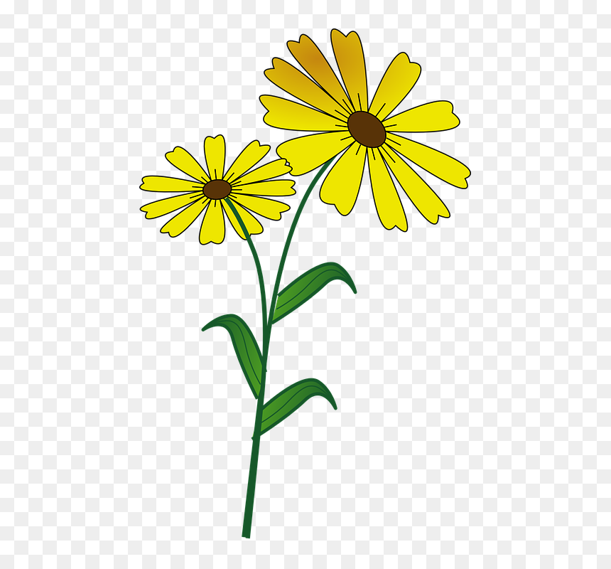 Desenho Margarida Amarela, HD Png Download - daisy outline png