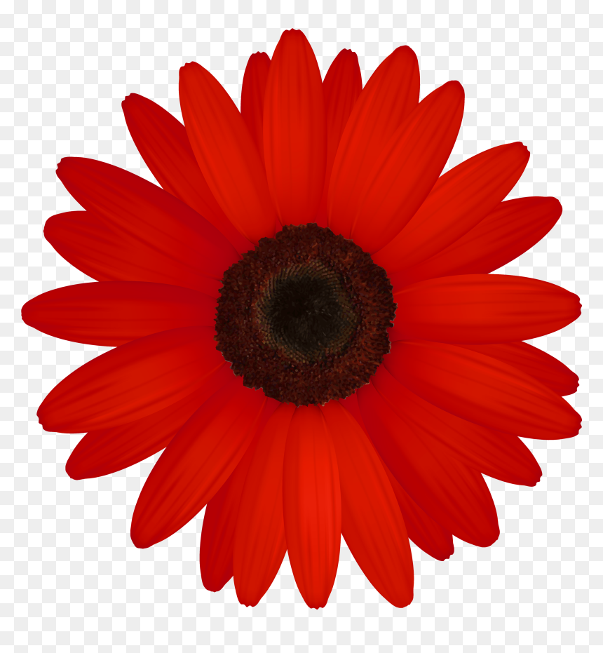 Clip Art Daisy, HD Png Download - daisy outline png