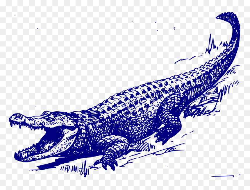 Alligator Vector, HD Png Download - alligator clipart png