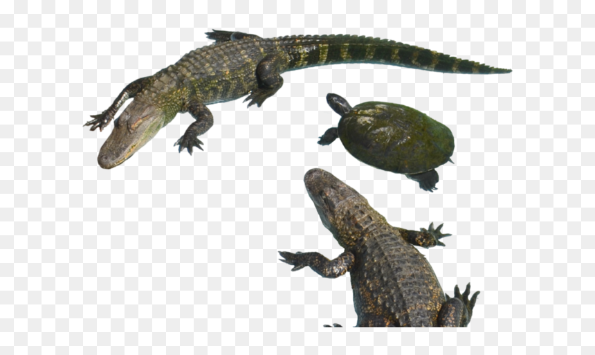 American Crocodile, HD Png Download - alligator clipart png