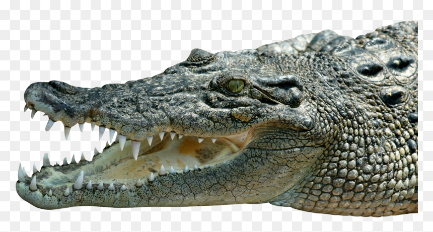 Saltwater Crocodile Png, Transparent Png - alligator clipart png
