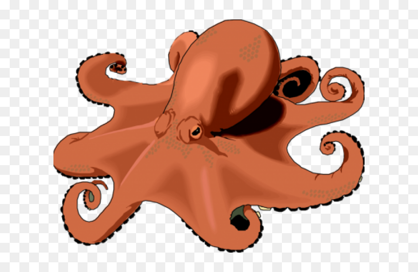 Real Octopus Clipart, HD Png Download - octopus clipart png