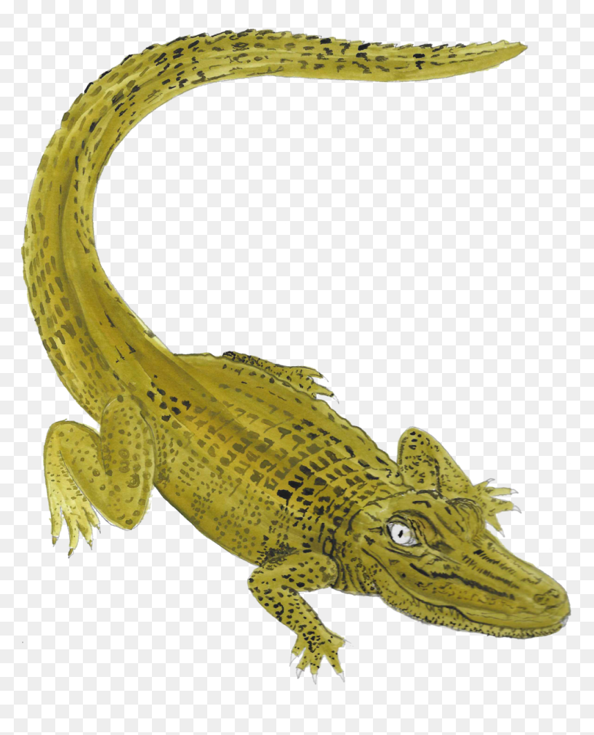 American Crocodile, HD Png Download - alligator silhouette png
