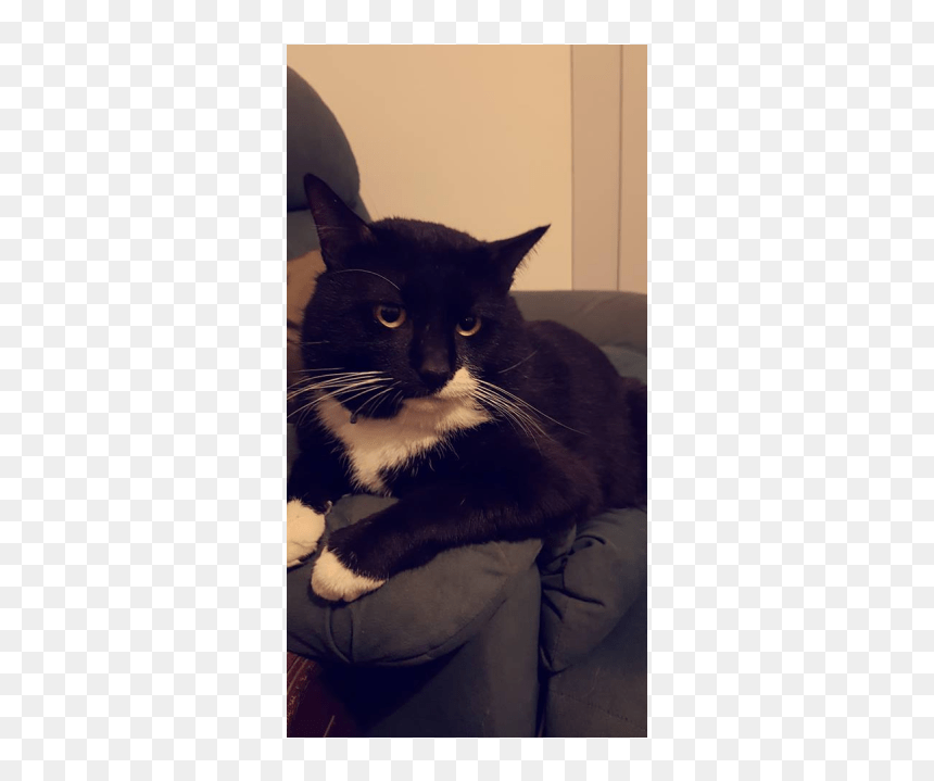 Domestic Short-haired Cat, HD Png Download - baloo png