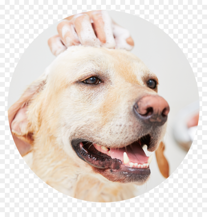 Shampoo Dog Hair, HD Png Download - sandy png