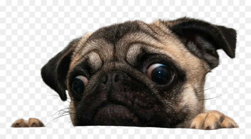 Dog Looking At Treat, HD Png Download - pugs png