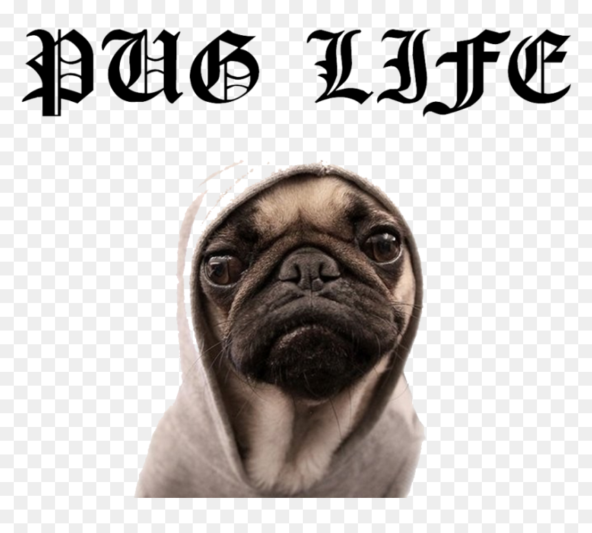 Pug, HD Png Download - pugs png