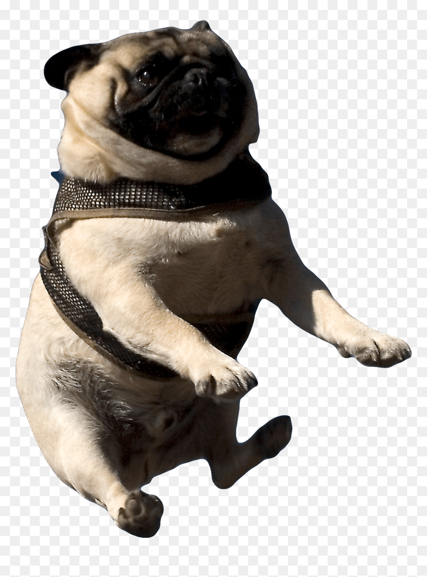 Doin Me A Frighten, HD Png Download - pugs png