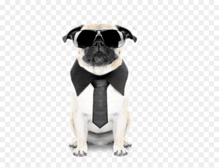 Cool Pug Png, Transparent Png - pugs png