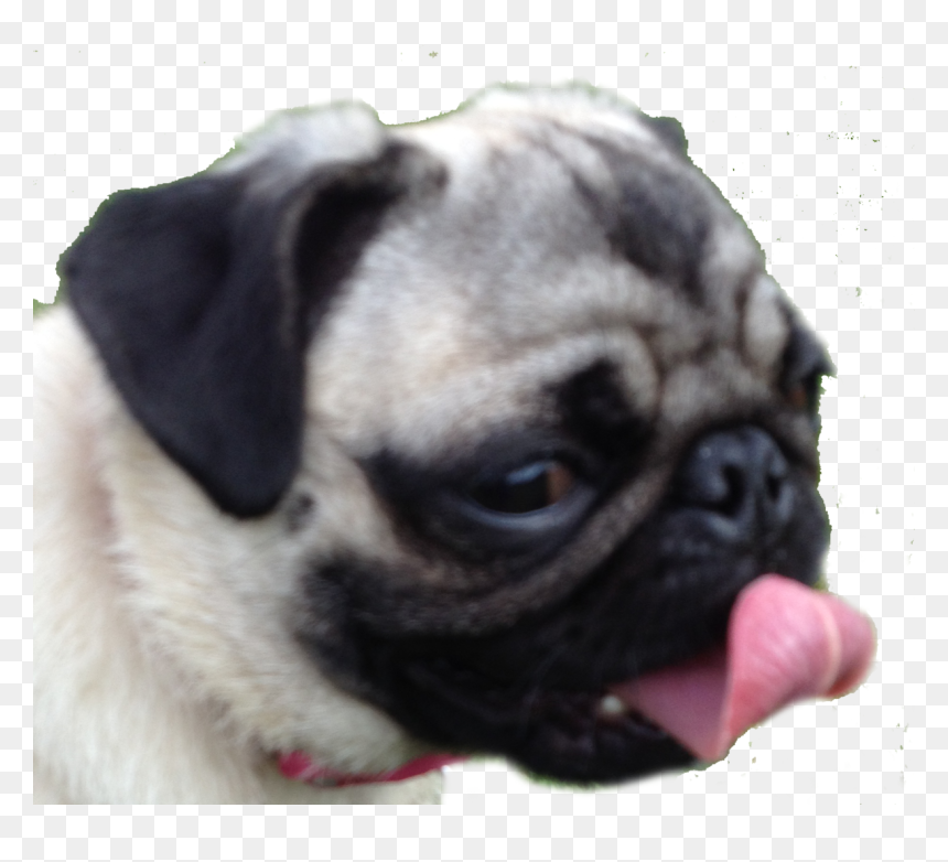 Pug, HD Png Download - pugs png