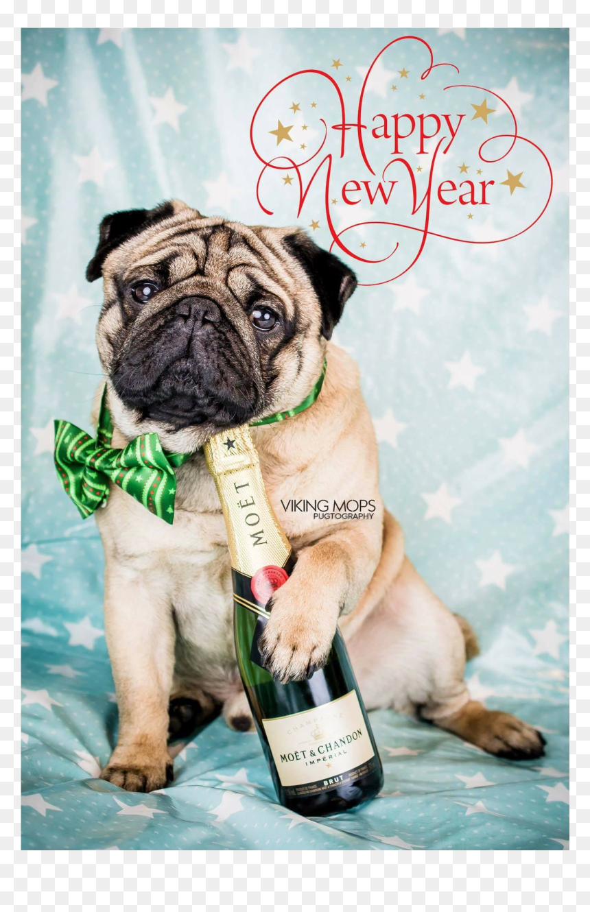 Happy New Year Pug, HD Png Download - pugs png