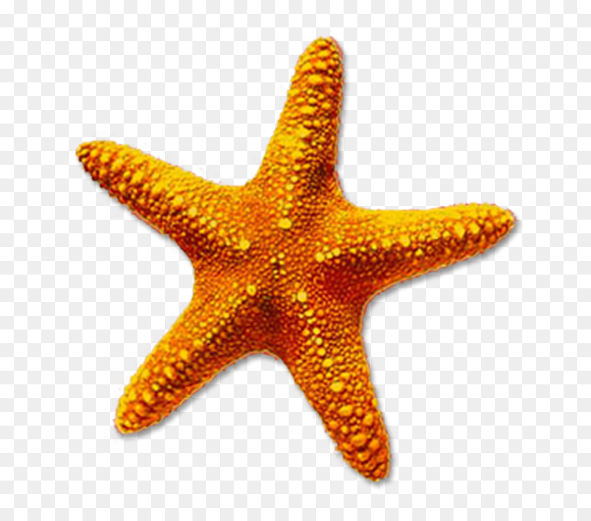 Starfish Transparent Background, HD Png Download - starfish cartoon png