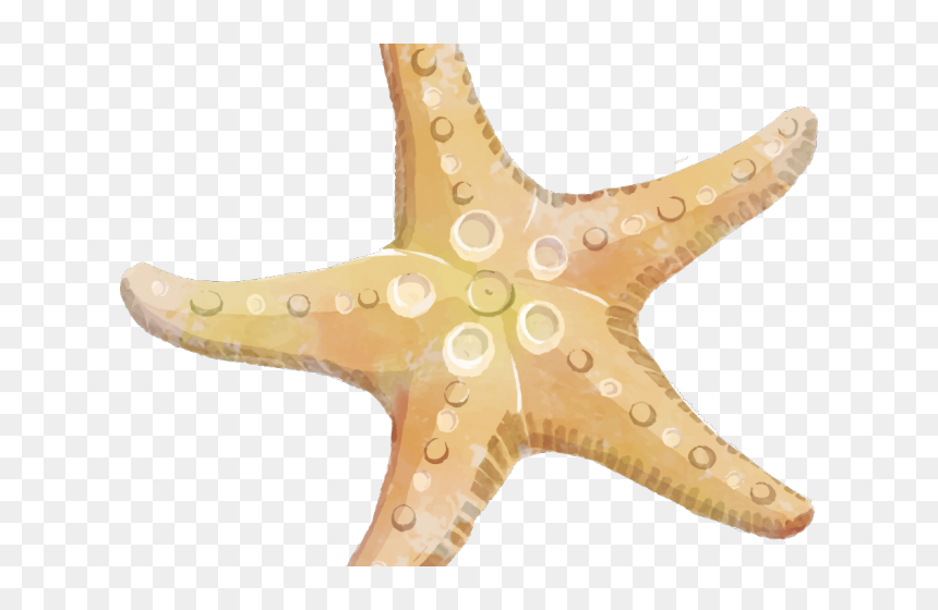 Dangerous Starfish Transparent Background, HD Png Download - starfish cartoon png