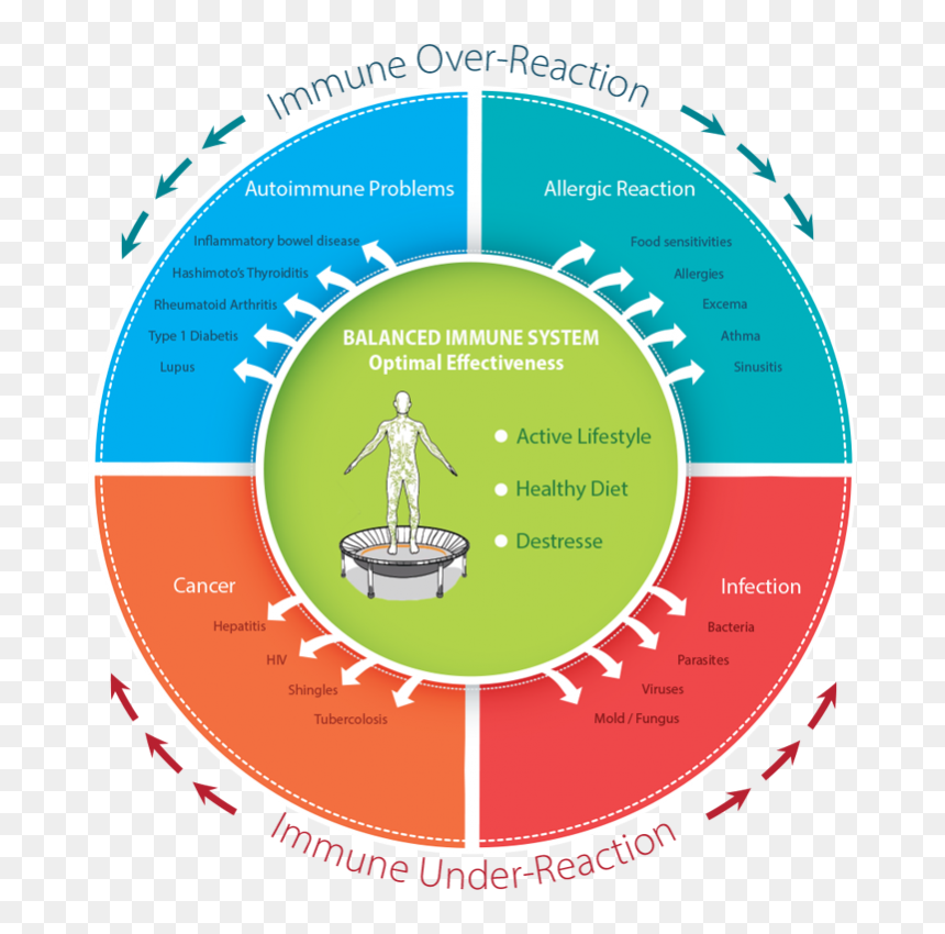 Immune System And Sport, HD Png Download - exercise icon png