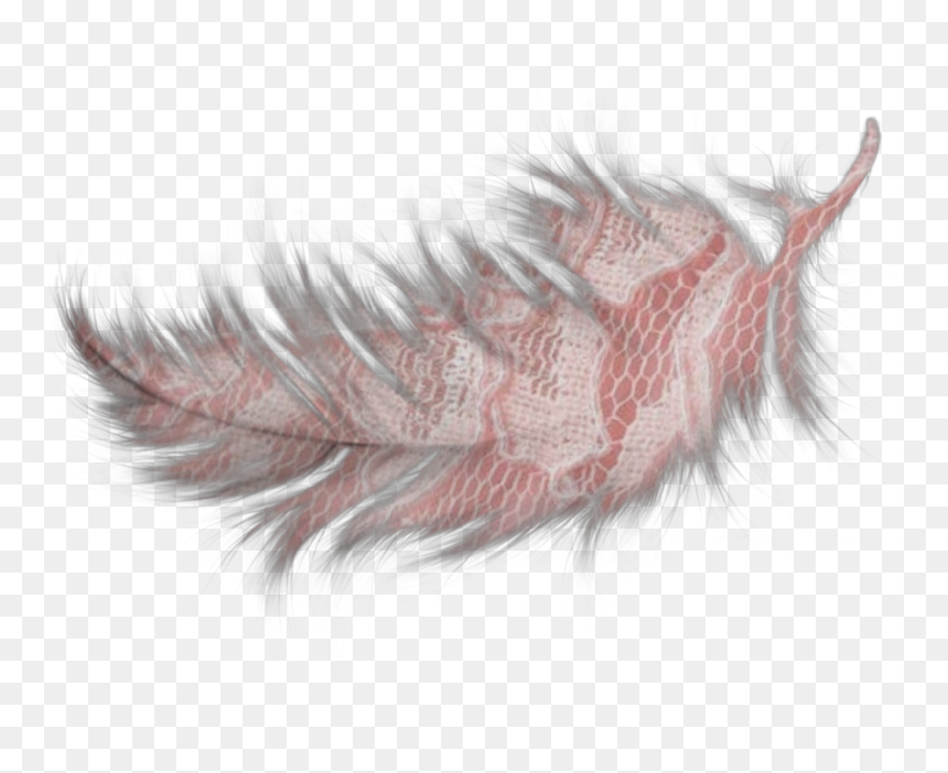 Dessin Plume Blanche, HD Png Download - feather boa png